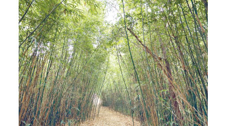 比起樹木，竹的生長周期較短且產量大。