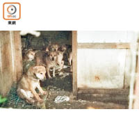 大棠：村屋內環境惡劣，大批貓狗被困在幽閉空間內。