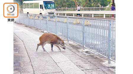 野豬在行人路徘徊覓食。