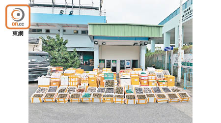 海關與食環署上月29日在文錦渡破獲有紀錄以來最大宗懷疑走私大閘蟹案件。