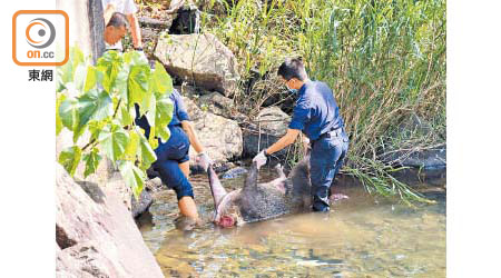 現場人員將野豬抬離山澗。（張世洋攝）