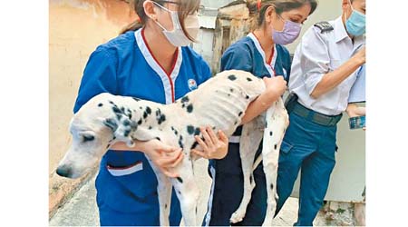 皮包骨斑點狗現時被送往愛協，交由獸醫檢查、治理及暫為照顧。