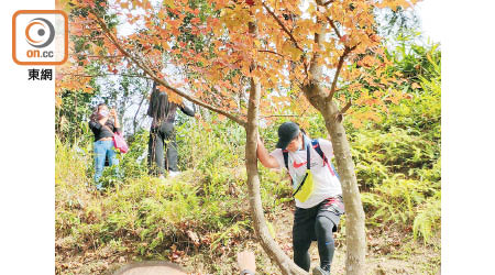 有人緊抓樹幹借力「擺甫士」拍照，不惜涉險。（李芷晴攝）