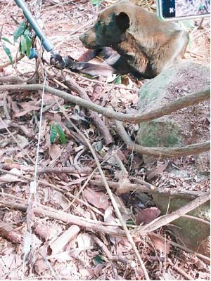 元朗：唐狗被困於叢林內，腳部被鋼索綑綁。