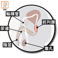 前列腺位於骨腔內，在膀胱之下，直腸之前，包圍着尿道，正常體積約為栗子般的大小。(羅卓豪攝)