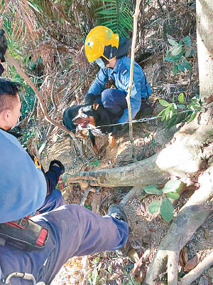 狗狗被捕獸器夾中受傷。