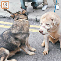 狗隻被虐氾濫，有人曾用膠索帶箍着犬隻嘴部，致嘴巴位置皮膚潰爛。