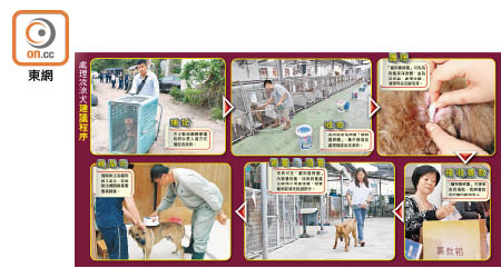 處理流浪犬建議程序