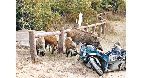 4隻不同大小的野豬包圍電單車。