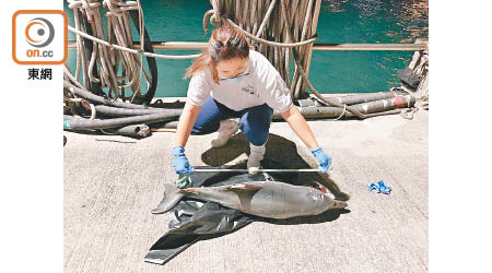 大澳發現初生中華白海豚屍體。