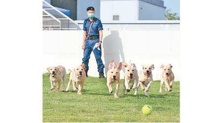 海關近年發展搜查犬隊，早前更成功自行繁殖搜查犬。