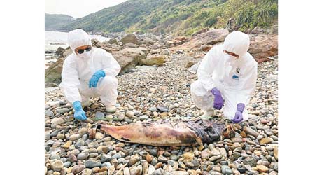 海洋公園保育基金接報，有江豚在西貢清水灣擱淺。