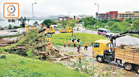 颱風「海高斯」去年襲港期間，多區出現塌樹。