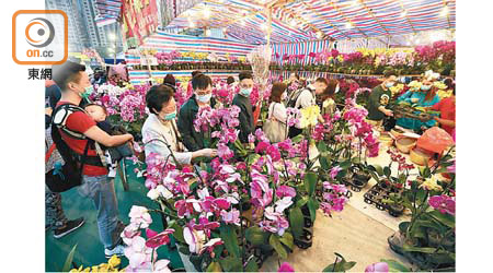 政府宣布取消新春年宵市場，花商及花農為年花銷售安排大傷腦筋。