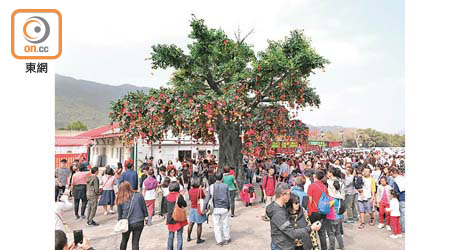 大埔林村許願樹往年吸引數十萬市民前往，許下新年祈願。