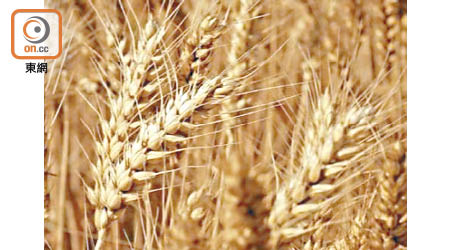 英國有科學家培育出一種新的小麥品種，有助增加穀物產量達12%。
