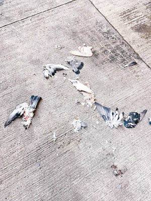野鴿慘被分屍。