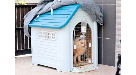 銀狐犬被放置在骯髒的動物籠內。
