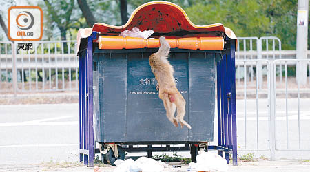 獼猴輕易跳上開口位置，更借用滾軸躍進垃圾桶內尋找食物。
