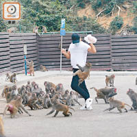 金山郊野公園餵猴黑點，有男子用大批麵包餵猴，吸引大批獼猴爭相搶食。