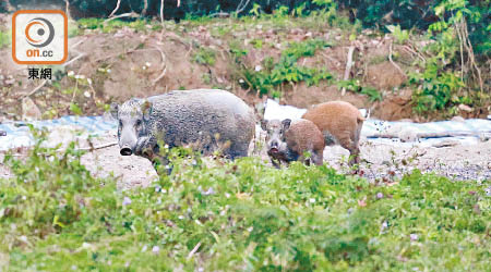 大埔洞梓常有野豬出沒，接近黃昏有一家大細野豬出動覓食。