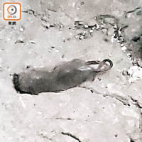 封鎖區外、廣東道流動檢疫站附近發現鼠屍。（朱先儒攝）