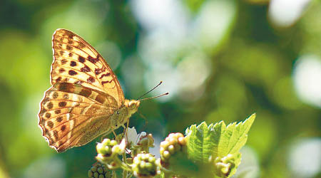 綠豹斑蝶是其中一種用於展示蝴蝶飛行模式的生物。