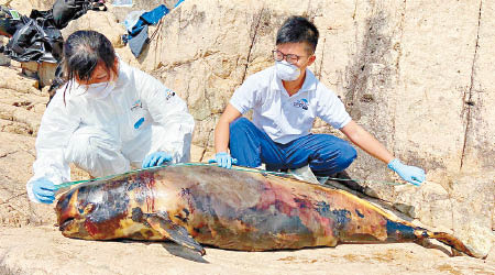 人員檢驗塔門擱淺豚屍。（香港海洋公園保育基金提供）