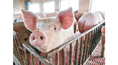 一個本地豬場的豬隻樣本中檢測出非洲豬瘟病毒。