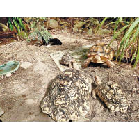 疑遭偷走的4隻豹紋陸龜。