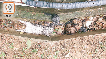 去年近30隻動物被發現從深井豪景花園的高處墮下。