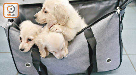 6隻懷疑走私的幼犬藏於駕駛室的兩個寵物袋內。