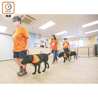 領犬員亦要和治療犬一同接受訓練。