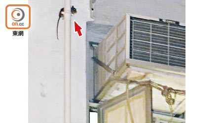 新蒲崗：老鼠（箭嘴示）沿大廈喉管攀爬，並透過窗戶進入居民家中。