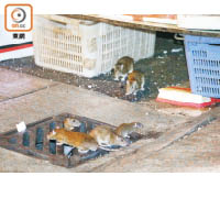 油麻地：有多隻老鼠在其中一個菜檔及垃圾堆中尋找食物殘渣。