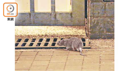 深水埗：保安道街市內，不難發現老鼠在地上覓食。