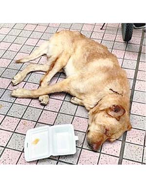 東涌：唐狗被打後一度倒地。