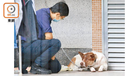 受傷狗隻送往治理。（文健雄攝）