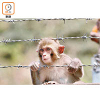 圍欄加裝棘線後，猴子隨時受傷。（林耀康攝）