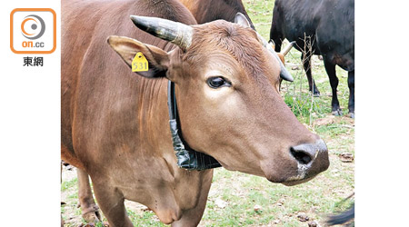 西貢：牛隻「531」慘被漁護署套上追蹤頸圈。