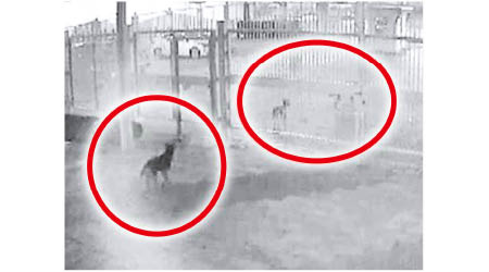 閉路電視拍到涉事狗隻（紅圈示）在閘口出現。