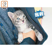 葵青警區刑事調查隊進行搜索，終在運動場一角落發現小貓。