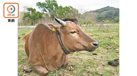 勒頸不適之下導致牛牛流淚的頸圈仍未移除。