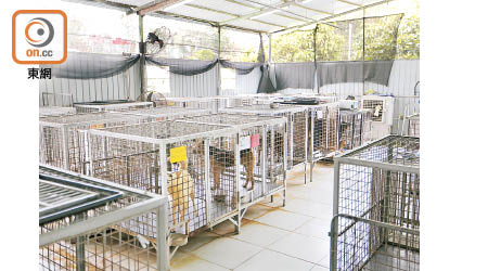 「毛守救援」近期接收的棄養寵物數量急升。