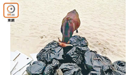 在大嶼山有一隻黃牛把頭栽在垃圾堆中「搵食」。