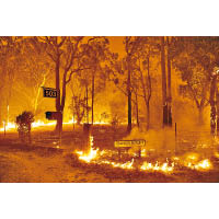 澳洲山火持續半年，影響全球。