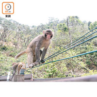猴子在鐵線上悠然休息。（葉子健攝）
