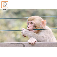 有猴子用口咬着鐵線。