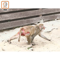 有猴子疑因帶刺圍欄而受傷。
