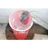 老鼠被水桶內的鼠餌吸引，會自投羅網。